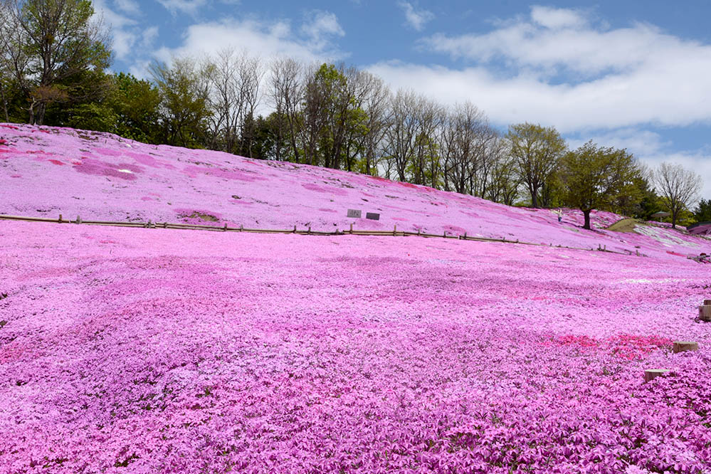 一面に広がるピンク色のじゅうたん 太陽の丘えんがる公園芝ざくらが見頃 北海道オホーツクのまち 遠軽町ホームページ