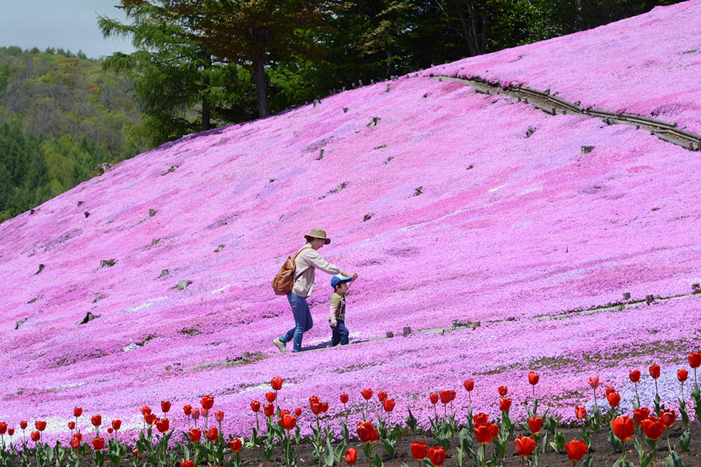 一面に広がるピンク色のじゅうたん 太陽の丘えんがる公園芝ざくらが見頃 北海道オホーツクのまち 遠軽町ホームページ