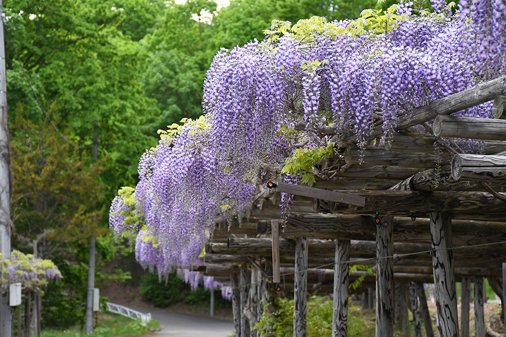 園内は甘い香りに 藤園が見頃を迎えています 北海道オホーツクのまち 遠軽町ホームページ