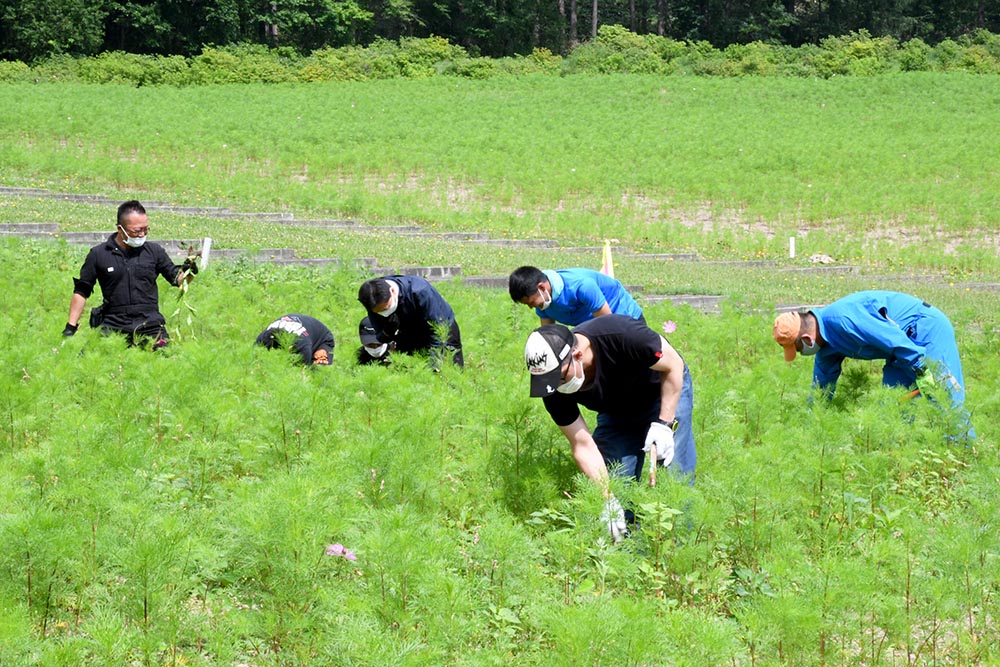 ご協力に感謝 虹のひろばコスモス園草取り月間 北海道オホーツクのまち 遠軽町ホームページ