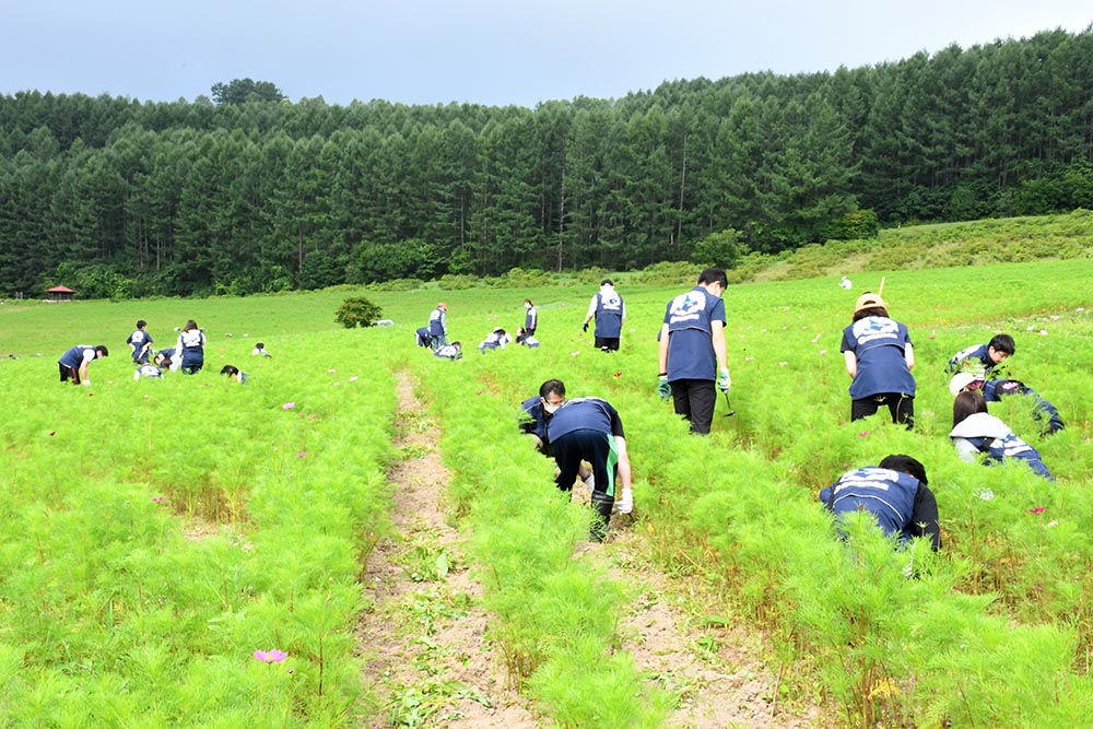 ご協力に感謝 虹のひろばコスモス園草取り月間 北海道オホーツクのまち 遠軽町ホームページ