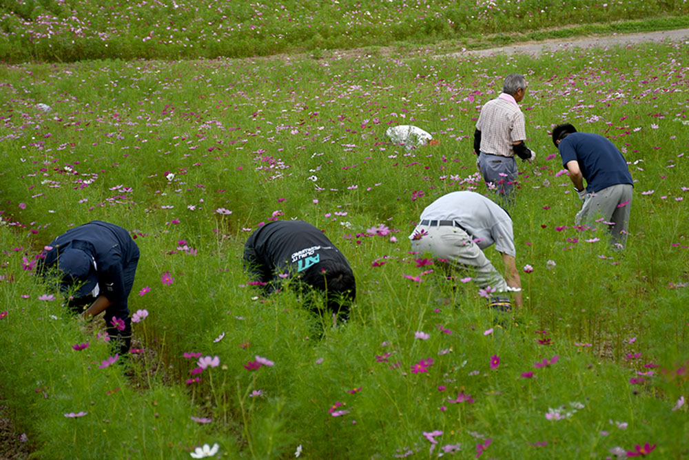 色とりどりの花を咲かせるために コスモス園草取り作業 北海道オホーツクのまち 遠軽町ホームページ