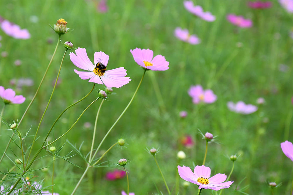 色とりどりの花を咲かせるために コスモス園草取り作業 北海道オホーツクのまち 遠軽町ホームページ