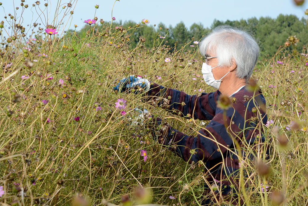 満開のコスモスを咲かせるために 第３回タネイモキャンペーン 北海道オホーツクのまち 遠軽町ホームページ